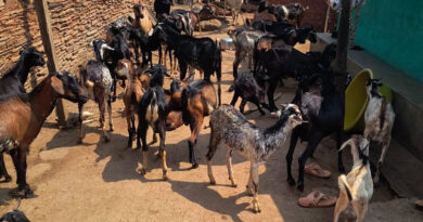 मजदूरी से ‘लखपति दीदी’ तक का सफर: खेती व पशुपालन से बदली महिला किसान दशमी नाग की किस्मत, अब लाखों में हो रही कमाई
