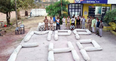 मध्यप्रदेश में अवैध अफीम की खेती पर पुलिस का बड़ा एक्शन, तीन जिलों से 3 करोड़ की फसल जब्त