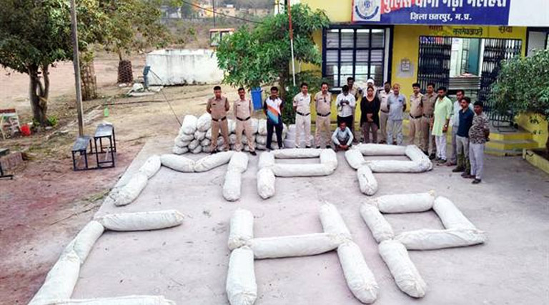 मध्यप्रदेश में अवैध अफीम की खेती पर पुलिस का बड़ा एक्शन, तीन जिलों से 3 करोड़ की फसल जब्त