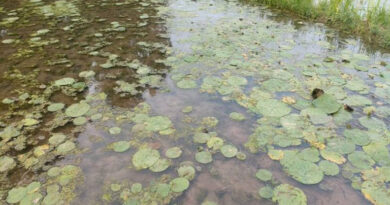 नर्मदापुरम में मखाना खेती बनी किसानों की नई उम्मीद, आय बढ़ाने का नया विकल्प