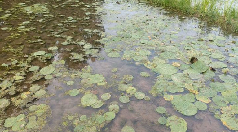 नर्मदापुरम में मखाना खेती बनी किसानों की नई उम्मीद, आय बढ़ाने का नया विकल्प