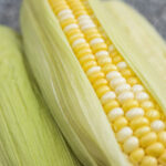 Maize Mandi Rate: एमपी की मंडियों में 1950 रुपये क्विंटल बिकी मक्का, देखिए 11 मार्च के ताजा भाव