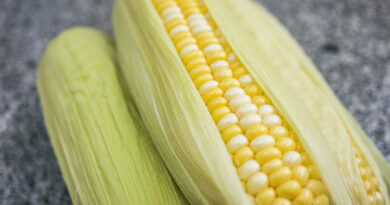 Maize Mandi Rate: एमपी की मंडियों में 1950 रुपये क्विंटल बिकी मक्का, देखिए 11 मार्च के ताजा भाव