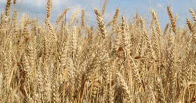 11 मार्च को यूपी की मंडियों में 2200 से 2625 रुपये क्विंटल तक पहुंचे गेहूं के भाव, कानपुर देहात में रही सबसे ज्यादा आवक  