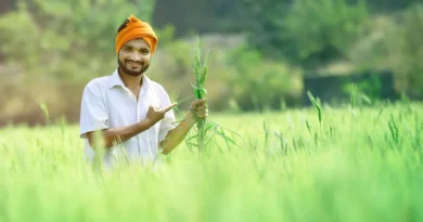 किसान कल्याण वर्ष 2026: सीहोर में रबी सीजन में किसानों को समय पर बीज-उर्वरक उपलब्ध कराने की व्यवस्था मजबूत  