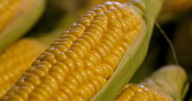 17 March Maize Mandi Rate: आज मध्यप्रदेश में सिर्फ 1300 से 1960 रुपये के बीच बिकी मक्का, देखिए ताजा भाव