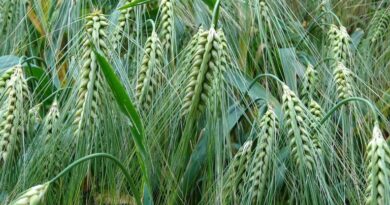 गेहूं में दाना भरने की चिंता: मार्च की गर्मी में गेहूं के लिए म्यूरेट ऑफ पोटाश और पोटेशियम नाइट्रेट क्यों जरूरी?