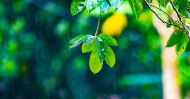 IMD अलर्ट: मध्यप्रदेश में बदलेगा मौसम, कई जिलों में हल्की बारिश के साथ 30-40 किमी/घंटा की रफ्तार से चलेंगी हवाएं