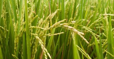 आज का धान मंडी रेट (17 मार्च 2026)