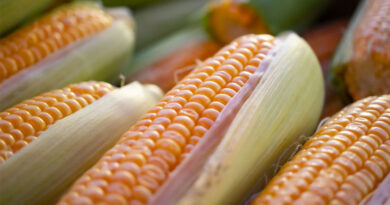 मक्का मंडी रेट (28 फरवरी 2026)