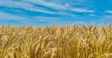 मध्यप्रदेश: गेहूं, चना, मसूर के ई-उपार्जन व सरसों भावांतर योजना में अधिक से अधिक पंजीयन कराएं किसान