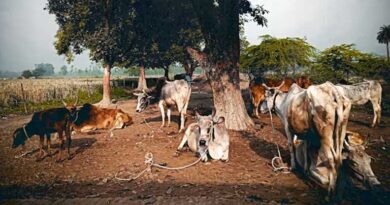 राज्यपाल देंगे योजना के हितग्राहियों को पशुओं की सौगात