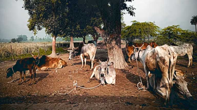 राज्यपाल देंगे योजना के हितग्राहियों को पशुओं की सौगात