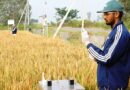 धान किसानों के लिए बड़ी खबर: अमेज़न खरीदेगा 6.85 लाख+ कार्बन क्रेडिट
