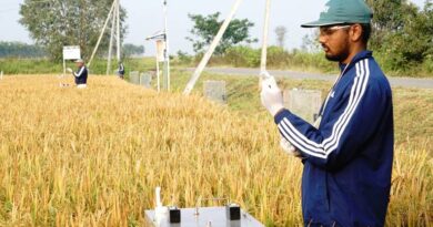 धान किसानों के लिए बड़ी खबर: अमेज़न खरीदेगा 6.85 लाख+ कार्बन क्रेडिट