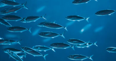 सागर : मध्य प्रदेश एकीकृत मत्स्य उद्योग नीति के तहत 30 अप्रैल तक आवेदन आमंत्रित