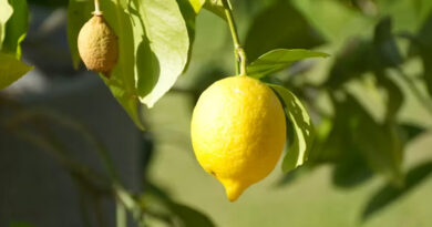 नींबू के फूल झड़ने से हैं परेशान? किसान अपनाएं ये असरदार टिप्स और बढ़ाएं पैदावार
