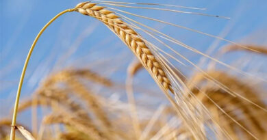 आज का गेहूँ मंडी रेट (16 अप्रैल 2026)