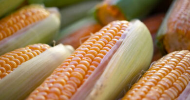 आज का मक्का मंडी रेट (25 अप्रैल 2026)