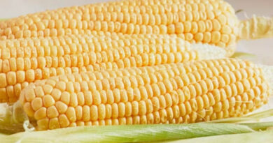 आज का मक्का मंडी रेट (08 अप्रैल 2026)