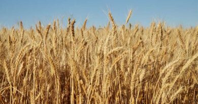 आज का गेहूँ मंडी रेट (08 अप्रैल 2026)