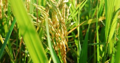 आज का धान मंडी रेट (08 अप्रैल 2026) 