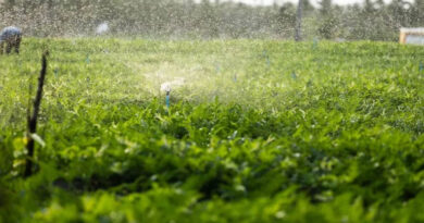 हरदा में मूंग सिंचाई: नहर संचालन हेतु ओसरा बंदी कार्यक्रम जारी