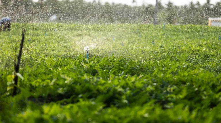 हरदा में मूंग सिंचाई: नहर संचालन हेतु ओसरा बंदी कार्यक्रम जारी