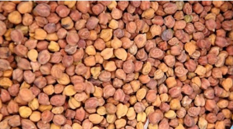 मुरैना: चना उपार्जन 28 मई तक किया जाएगा
