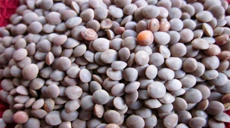 चना एवं मसूर का न्यूनतम समर्थन मूल्य पर उपार्जन 28 मई तक