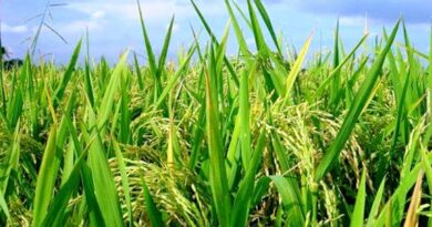 राजस्थान: जालोर में 9-10 अप्रैल को जेआरइएसी बैठक, खरीफ 2026 की रणनीति पर होगा मंथन