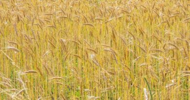 राजस्थान में गेहूं पर 150 रुपए प्रति क्विंटल बोनस देने का निर्णय