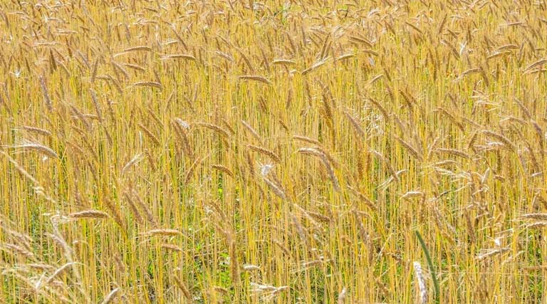 राजस्थान में गेहूं पर 150 रुपए प्रति क्विंटल बोनस देने का निर्णय