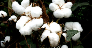 जहां रेतीली मिट्टी, वहां अप्रैल माह में करें कपास की सामान्य बिजाई