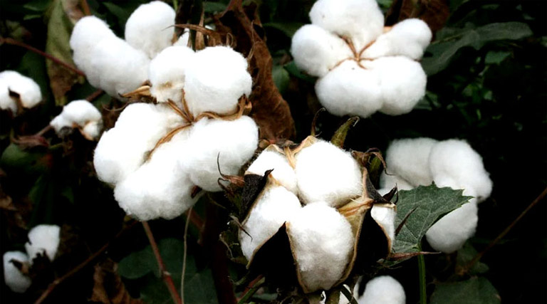 जहां रेतीली मिट्टी, वहां अप्रैल माह में करें कपास की सामान्य बिजाई