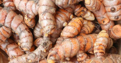 बिहार में हल्दी और अदरक जैसी फसलों को विशेष प्रोत्साहन