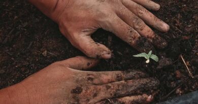 अन्नदाताओं को उरर्वकों पर सब्सिडी के लिए केंद्र सरकार ने दी 41 हजार करोड़ से अधिक की स्वीकृति