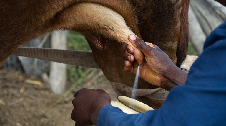रायपुर : किसान ने चाफ कटर व आधुनिक तकनीक से बढ़ाया दुग्ध उत्पादन, आय में हुआ सुधार  