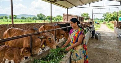 स्कीम के जरिए खुद का शुरू कर सकते है डेयरी फार्म स्कीम के जरिए खुद का शुरू कर सकते है डेयरी फार्म