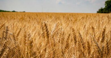 आज का गेहूँ मंडी रेट (11 अप्रैल 2026) आज का गेहूँ मंडी रेट (11 अप्रैल 2026)