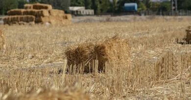 उत्तर प्रदेश में बेमौसम बारिश से फसलें हुई खराब, कृषि विभाग ने जारी की एडवाइजरी  