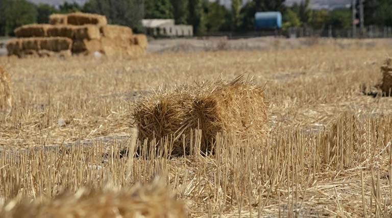 उत्तर प्रदेश में बेमौसम बारिश से फसलें हुई खराब, कृषि विभाग ने जारी की एडवाइजरी  