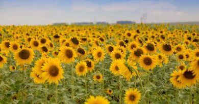 कम पानी, ज्यादा मुनाफा: छत्तीसगढ़  के किसान ने धान छोड़ उगाए सूरजमुखी के फूल, 2-3 गुना तक बढ़ी आमदनी