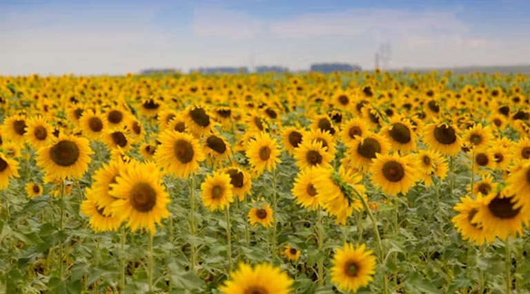 कम पानी, ज्यादा मुनाफा: छत्तीसगढ़  के किसान ने धान छोड़ उगाए सूरजमुखी के फूल, 2-3 गुना तक बढ़ी आमदनी