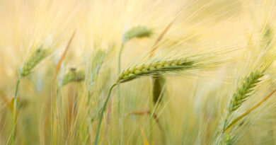 छिंदवाड़ा जिले में किसानों क गेहूं उपार्जन संबंधी महत्वपूर्ण जानकारी दी