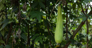 जायद के लिए बेस्ट है तोरई की ये वैरायटी, सिर्फ 60-75 दिन में तैयार होगी फसल; कम लागत में मिलेगा बेहतर मुनाफा  