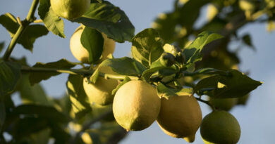 क्या नींबू के फलों पर दिख रहे हैं भूरे गोल धब्बे? अपनाएं ये आसान और असरदार बचाव के उपाय  