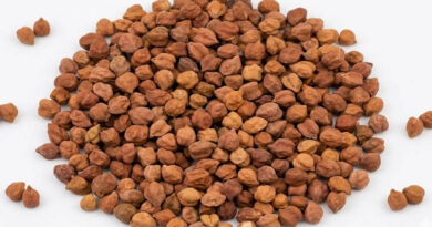 मध्यप्रदेश: समर्थन मूल्य पर चना-मसूर खरीदी के लिए स्लॉट बुकिंग शुरू, 28 मई तक होगा उपार्जन