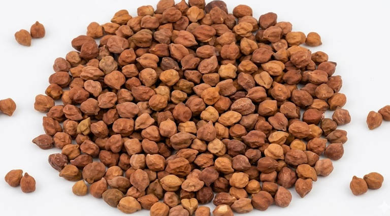 मध्यप्रदेश: समर्थन मूल्य पर चना-मसूर खरीदी के लिए स्लॉट बुकिंग शुरू, 28 मई तक होगा उपार्जन