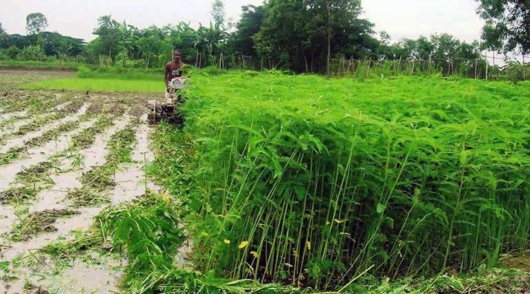 हरी खाद बनी किसानों के लिए वरदान, कम लागत में बढ़ेगी मिट्टी की उर्वरता और उत्पादन